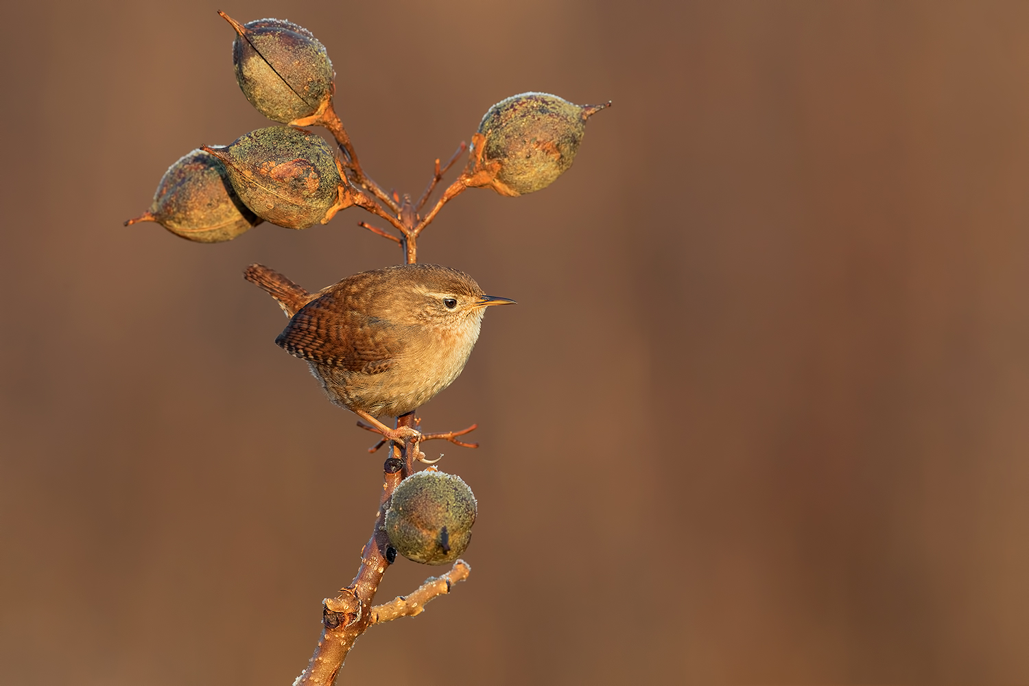 Buona Pasqua a tutti gli amici e tutto lo staff ( Scricciolo)