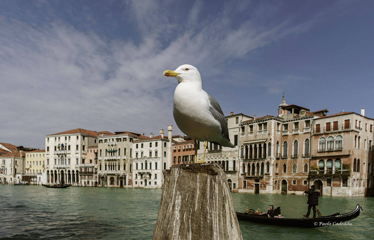 Ritratto di gabbiano