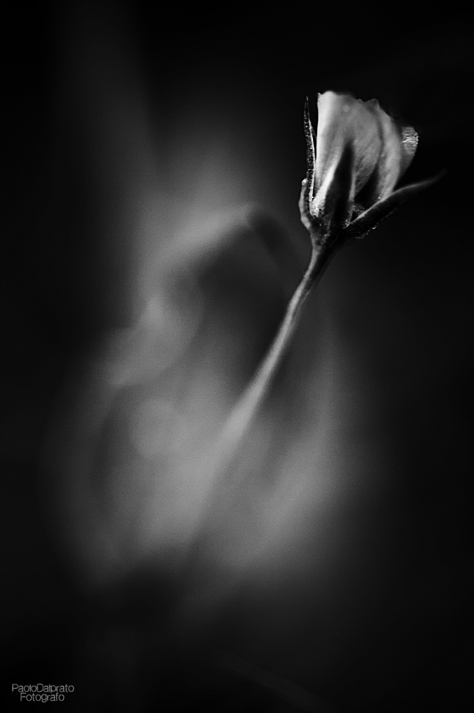 Non faccio foto di fiori