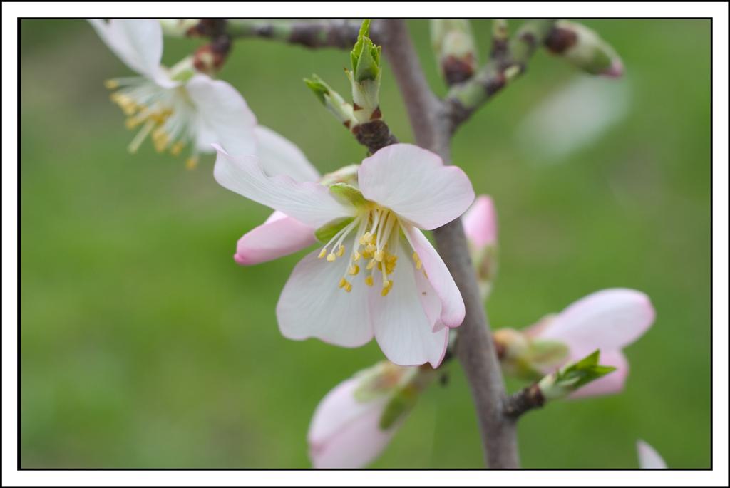 fiori di mandorlo