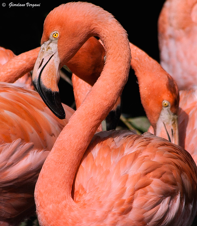 Fenicotteri