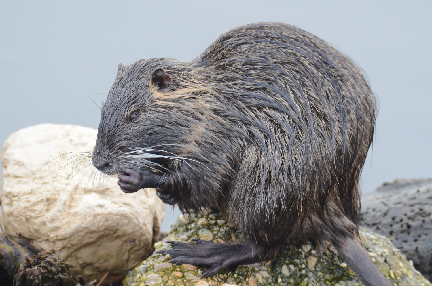 Nutria in riposo