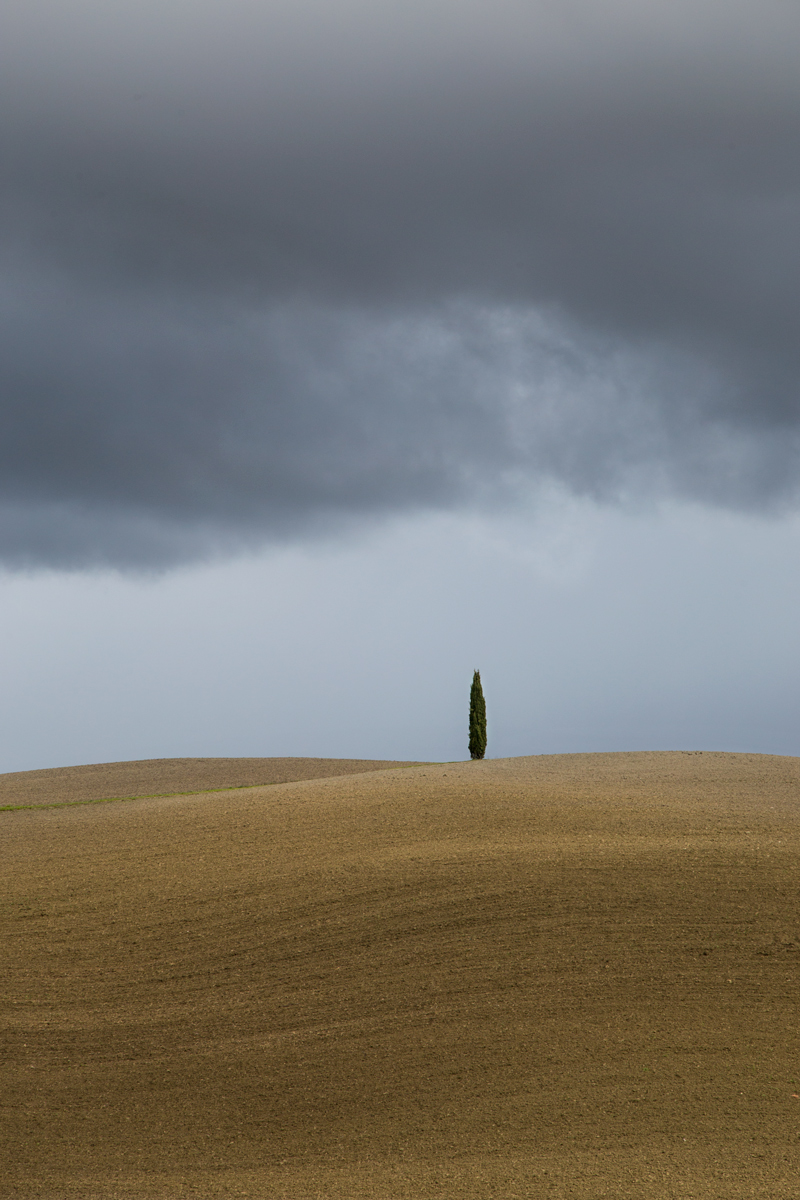 Cipresso solitario