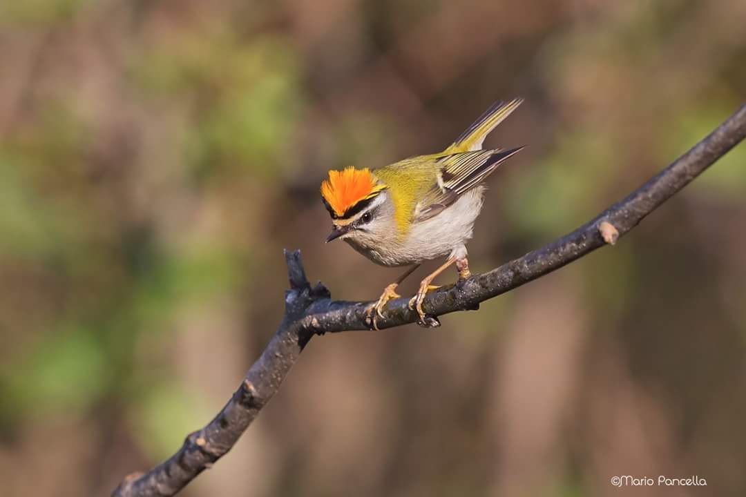 Fiorrancino arrabbiato
