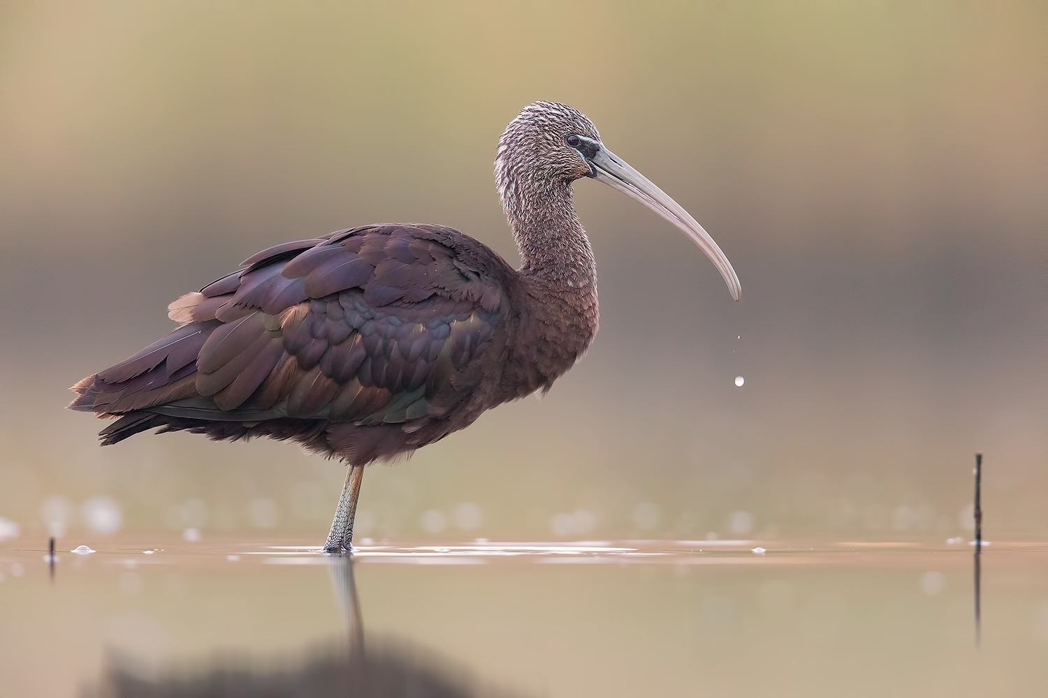 Mignattaio (ISO 8000)