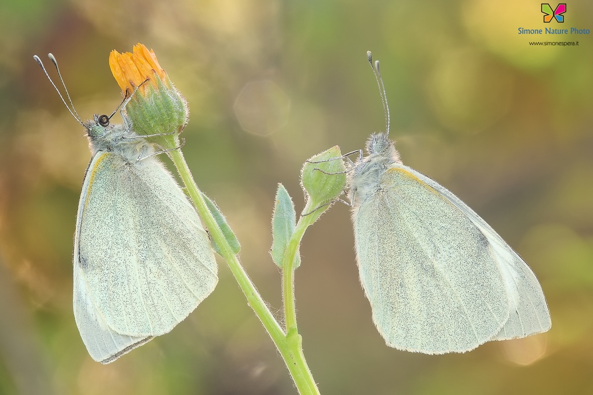 Pieris brassicae �
