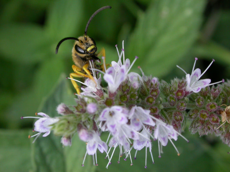 vespa su fiori di menta
