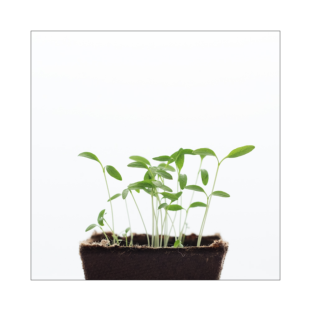 Germogli primaverili