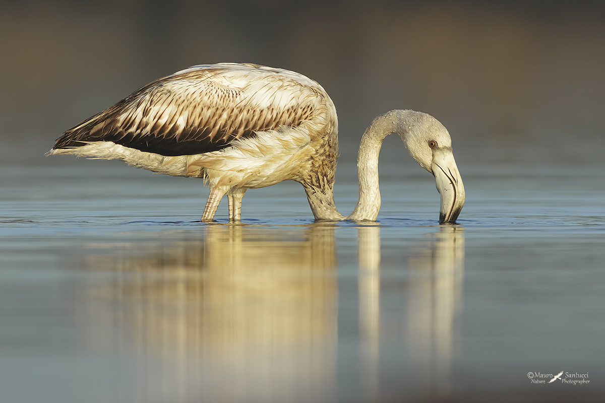 Fenicottero al pascolo