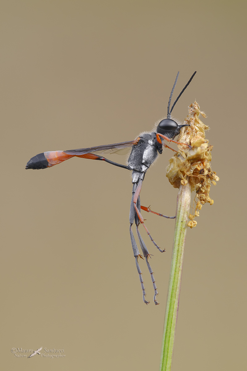 Ammophila heydeni heydeni