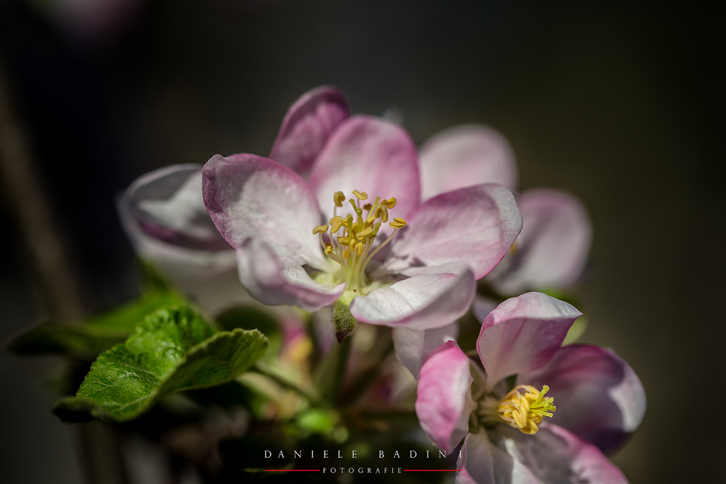 � sbocciata la primavera