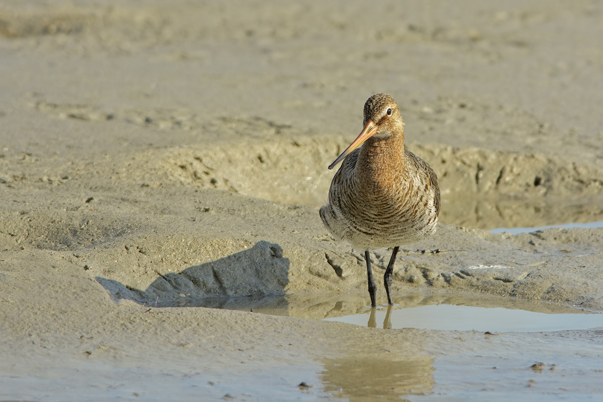 Pittima reale (Limosa limosa)