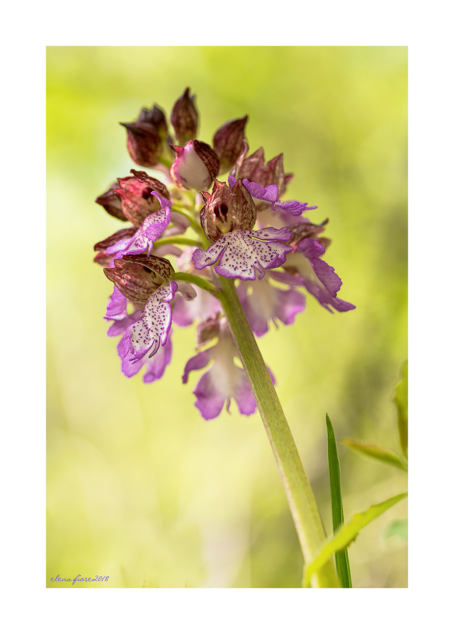 Orchis purpurea