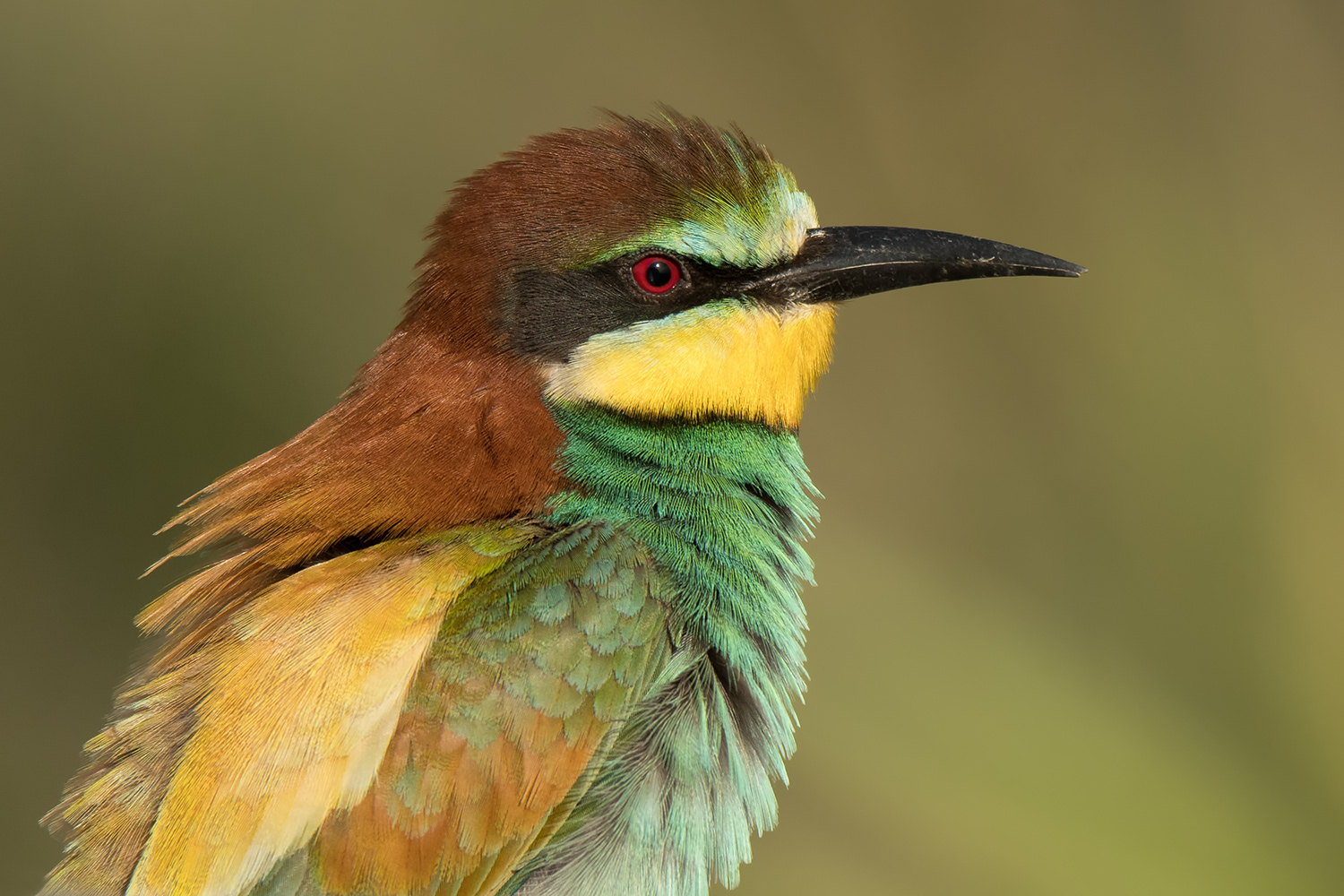 Ritratto di gruccione