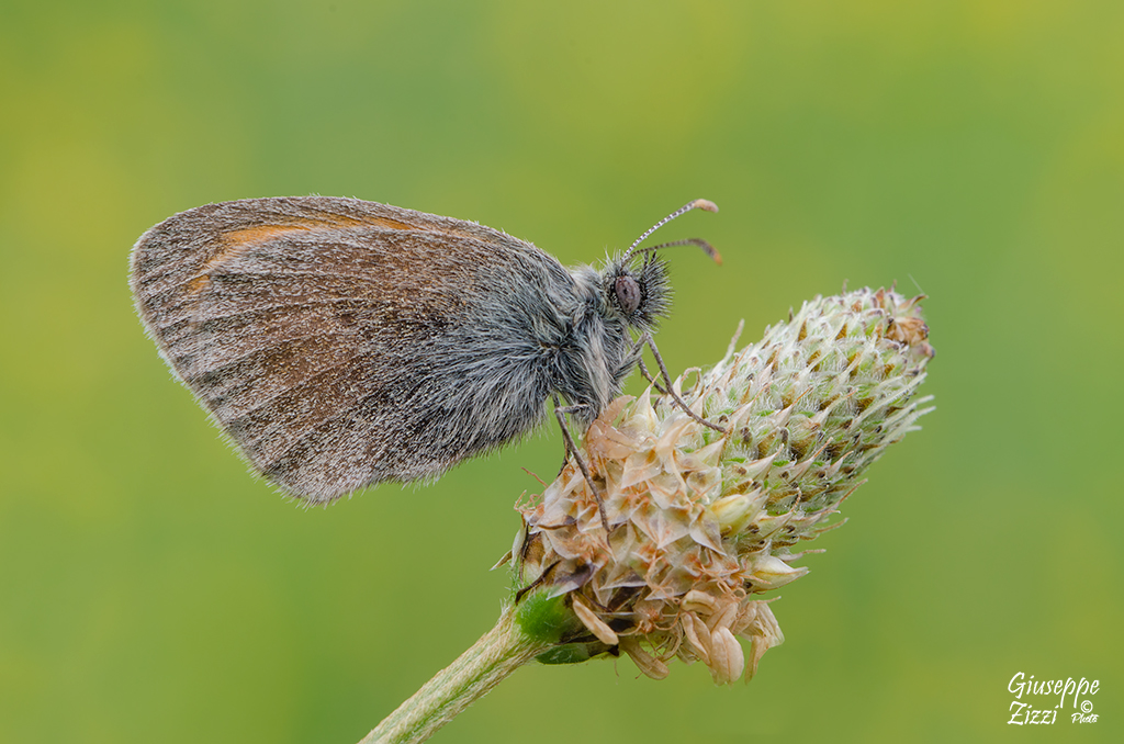 Coenonympha pamphilus