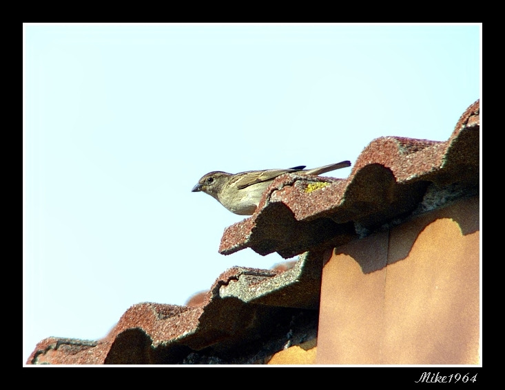 passero su tetto...