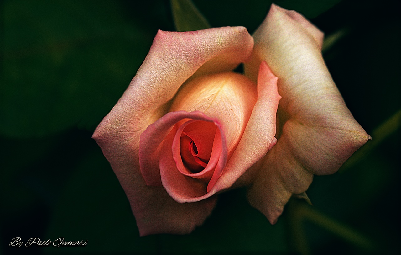 La prima rosa del mio giardino