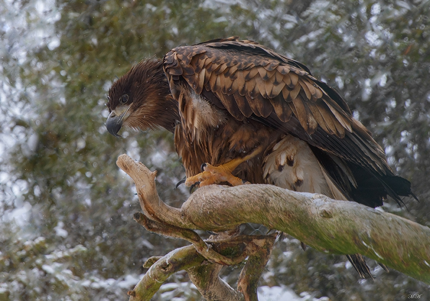 Aquila da identificare