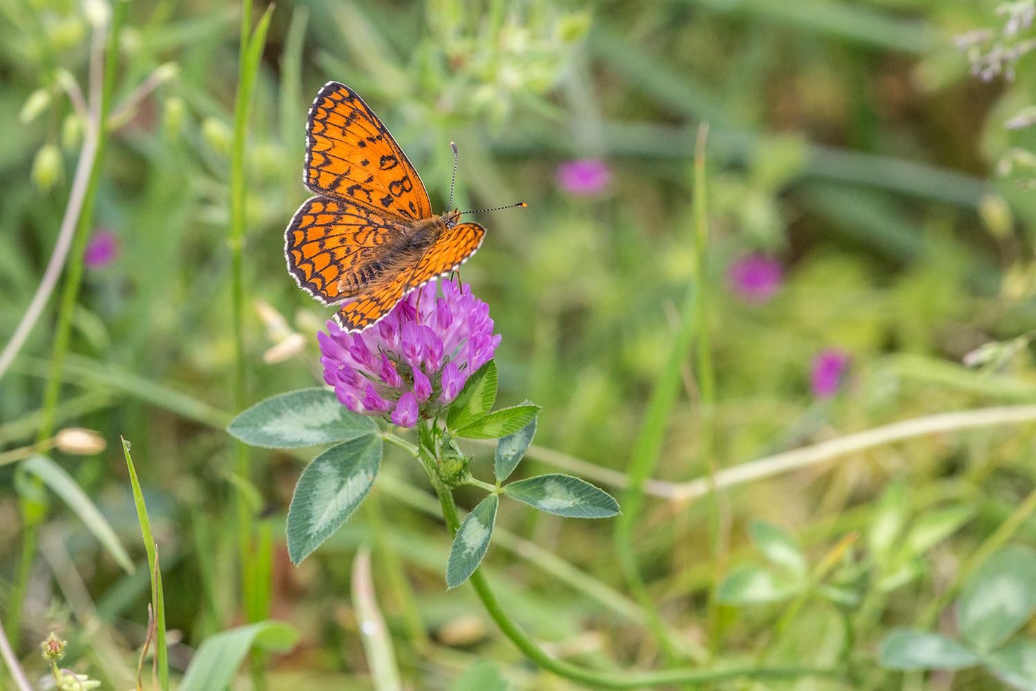 Farfalla Aglaia su fiore di trifoglio