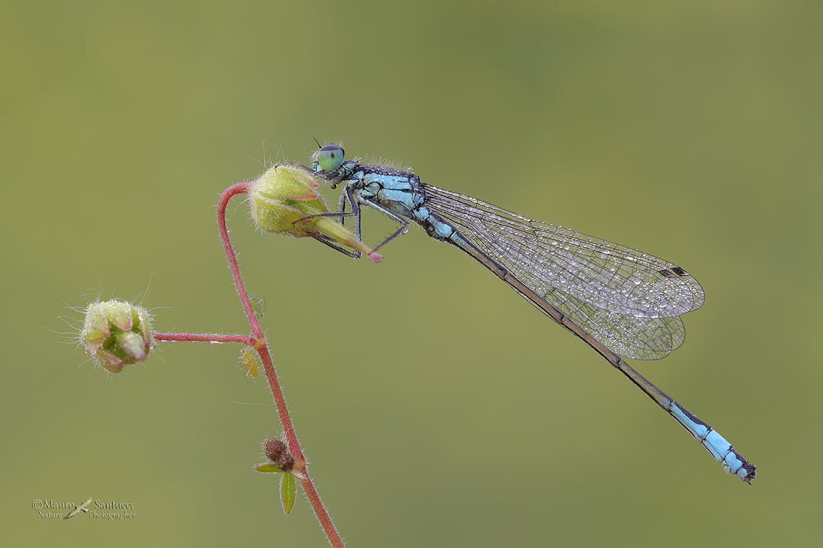 Ischnura elegans e i suoi amichetti