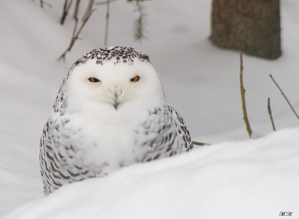 Gufo delle nevi