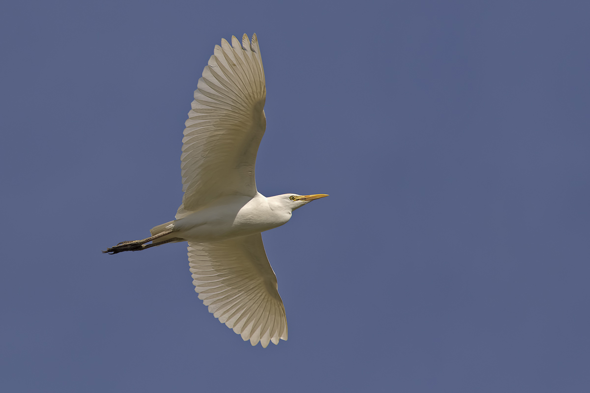 Airone guardabuoi (Bubulcus ibis)