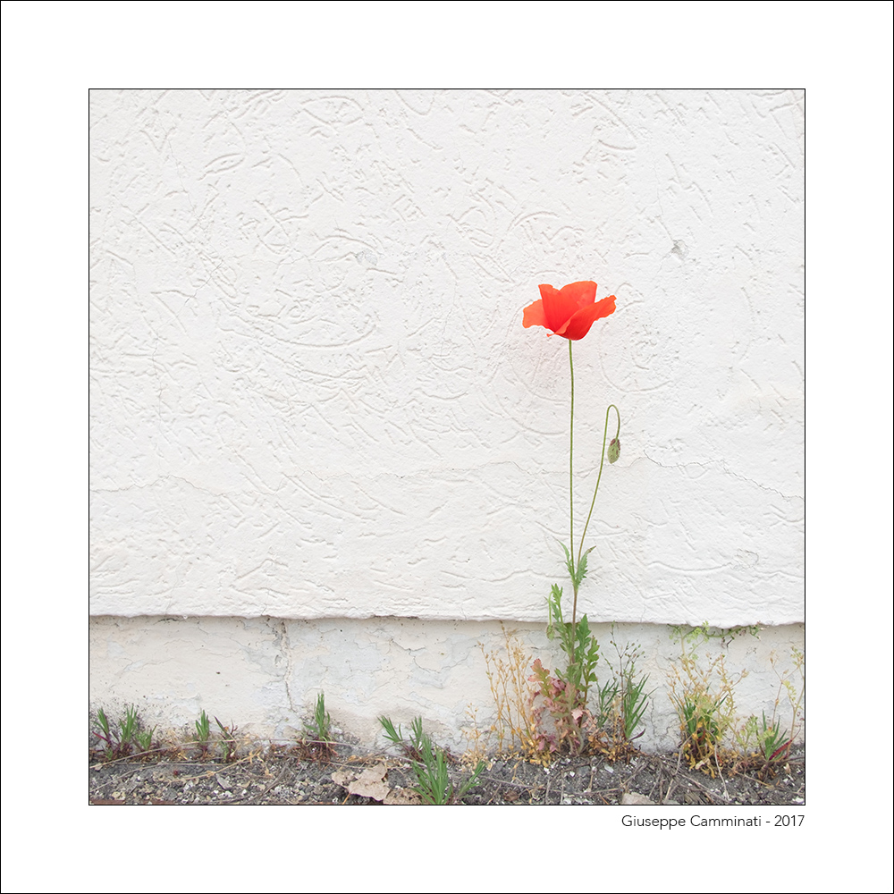 Papavero fuori posto