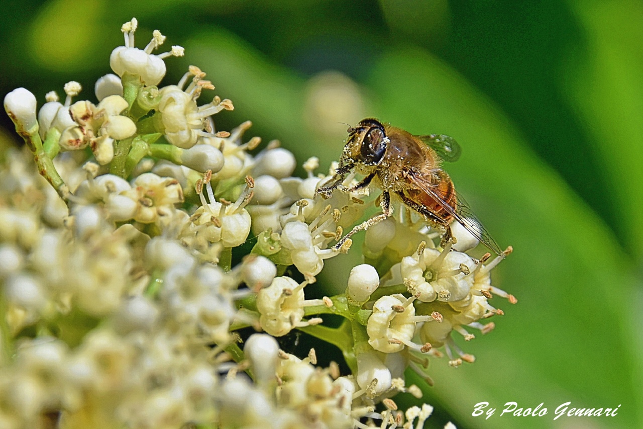 Sopra i fiori del Lauroceraso