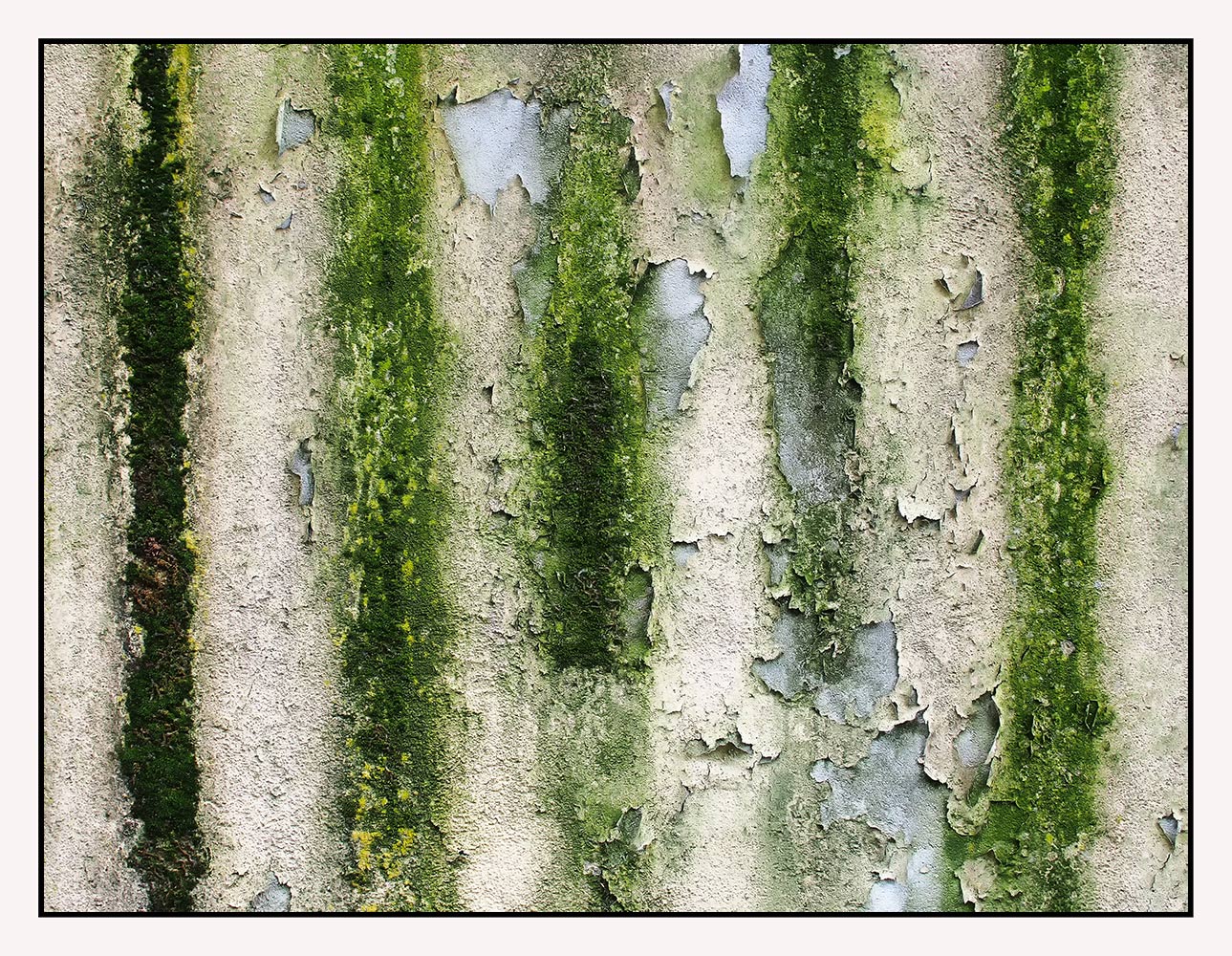 Muro ammuffito