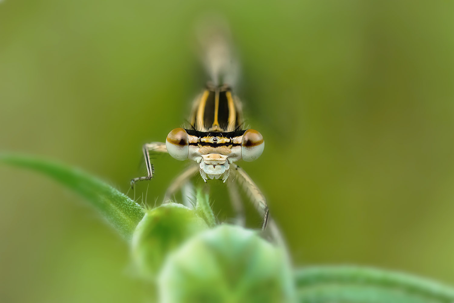 Libellula gialla striata