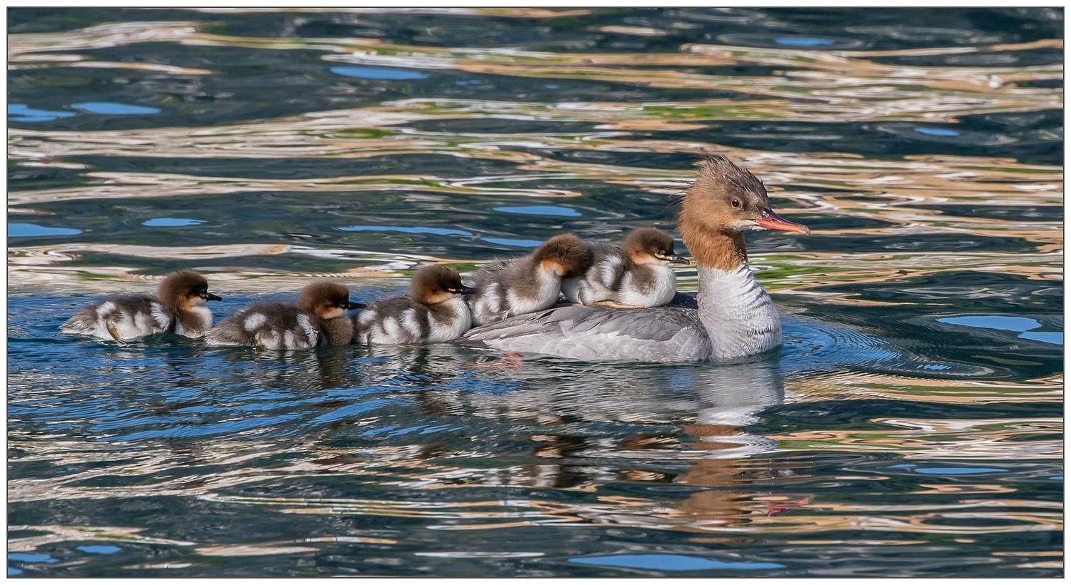 Il trenino... Smerghi maggiori
