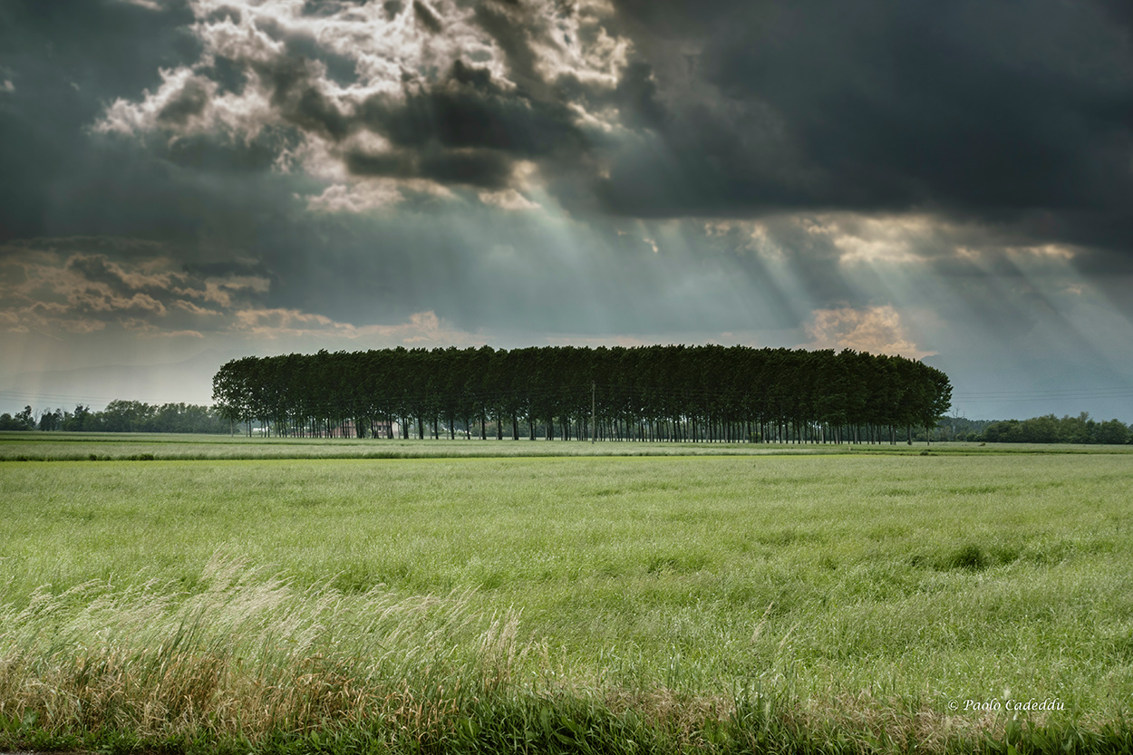 Prato, alberi e cielo