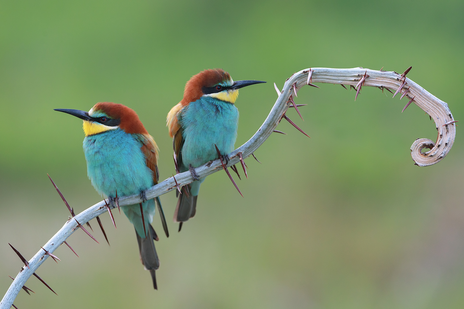 la chiave del DRAGONE one one.....