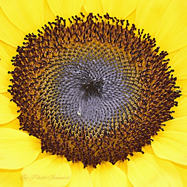 Girasole