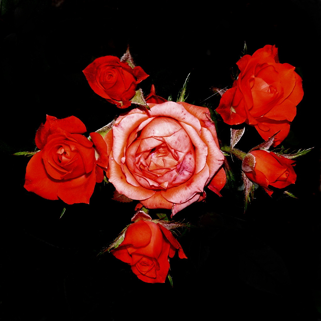 ***I cuccioli crescone e le mamme imbiancano***