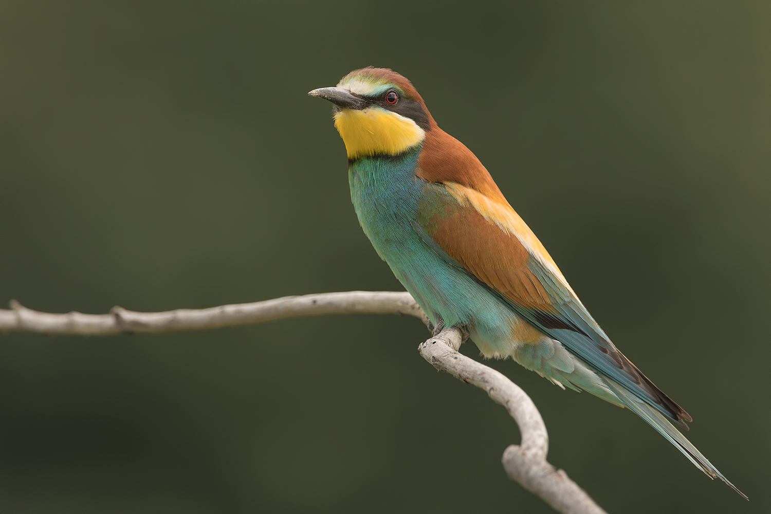 sempre gruccioni.....