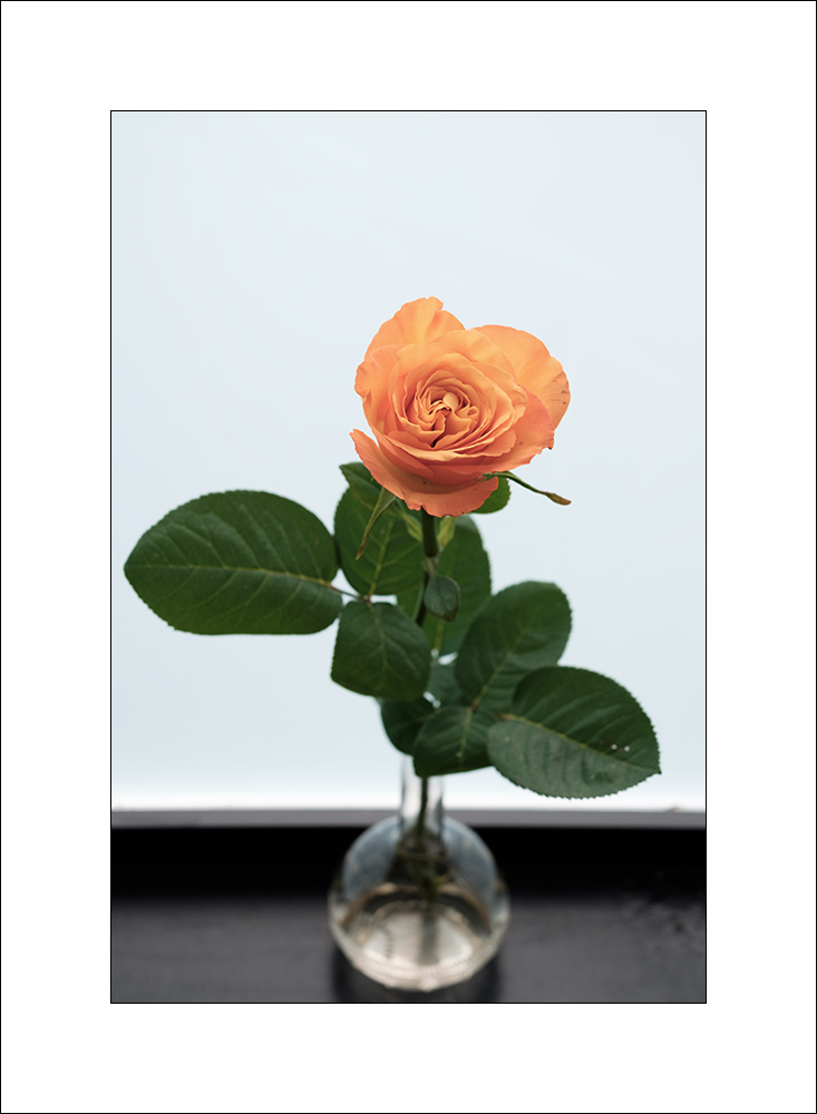 Rosa... per voi tutti.