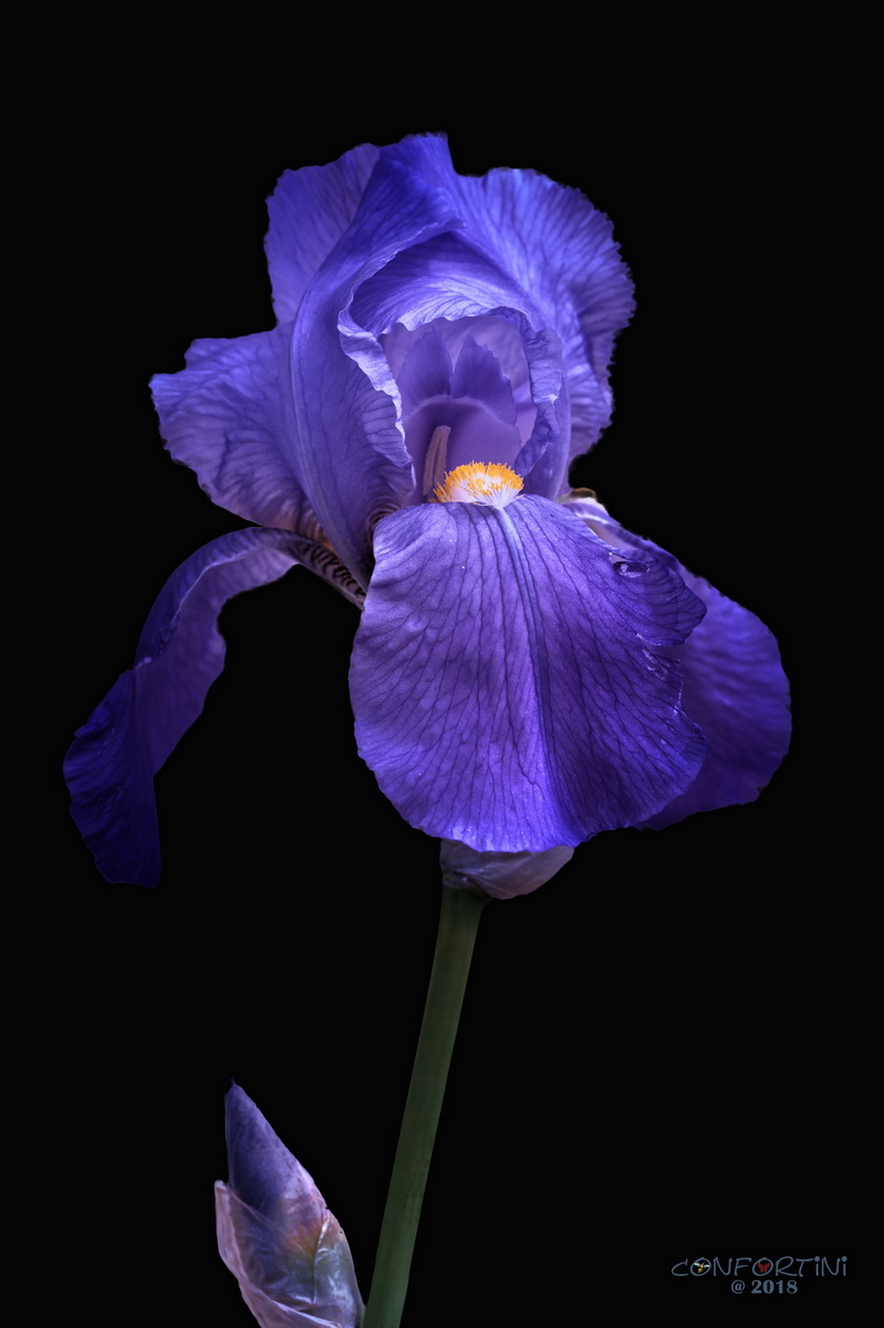 Iris