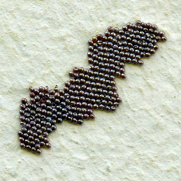 ***Cosa nascer�***