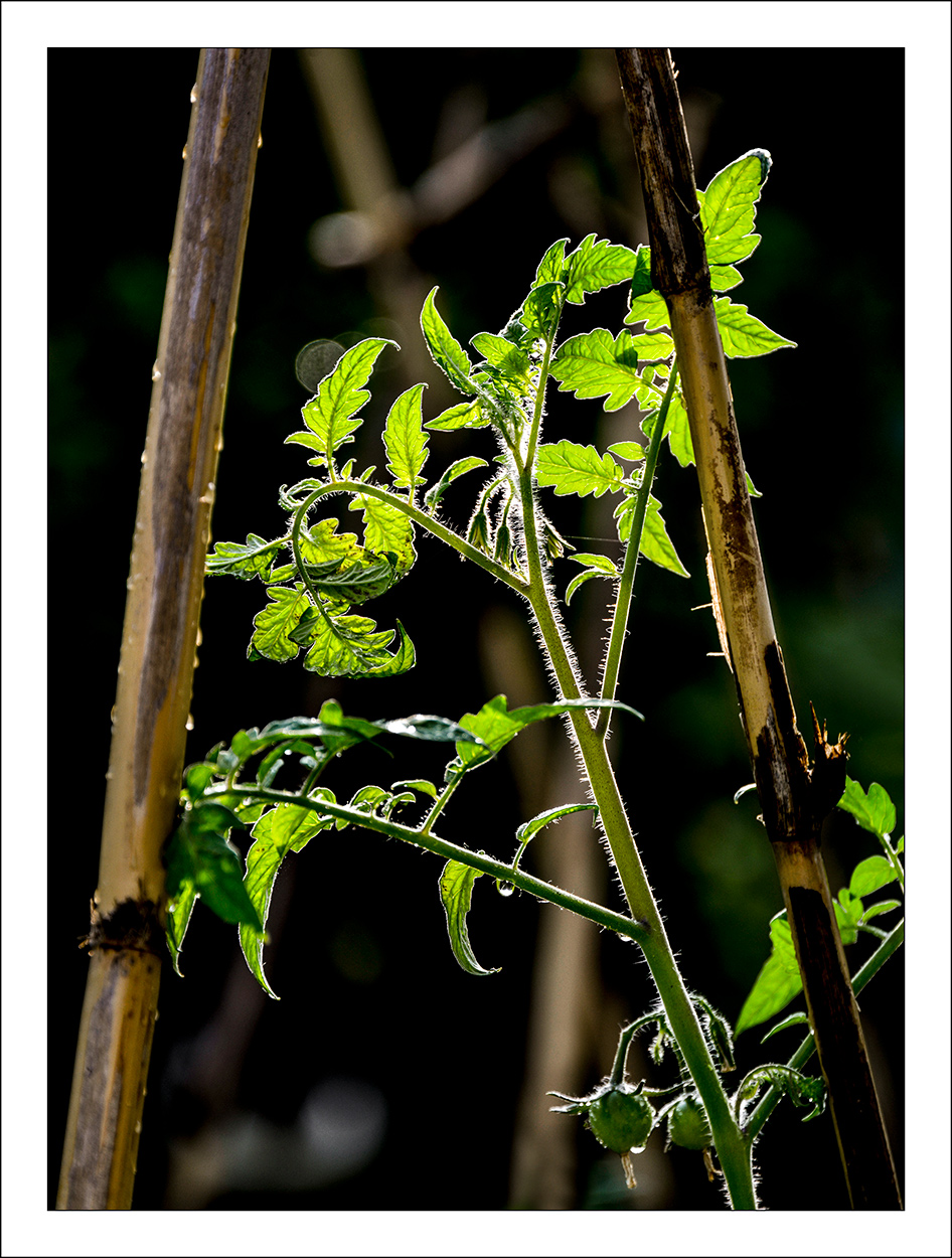 Prossimamente pomodori
