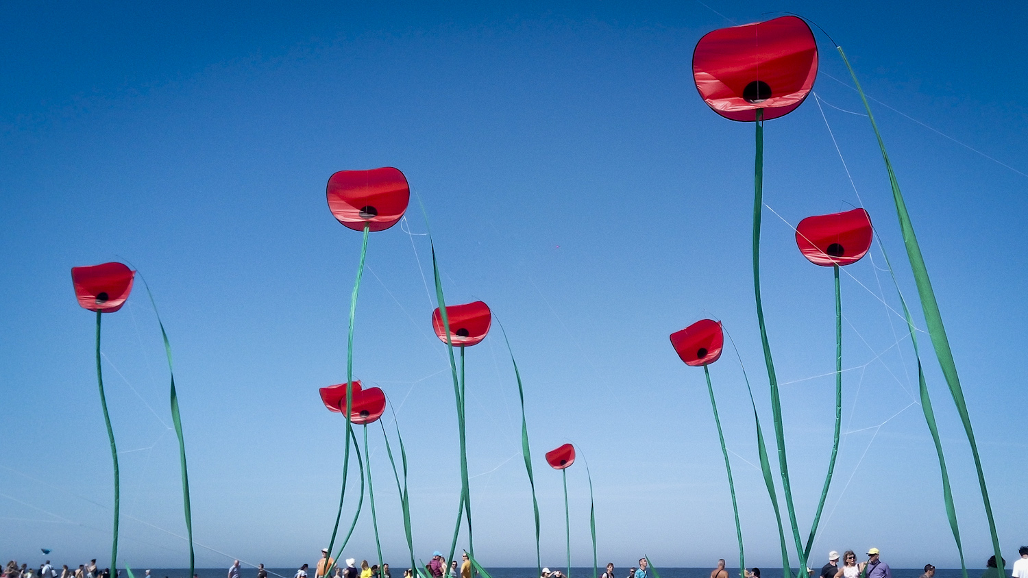 i papaveri sono alti, alti, alti ......