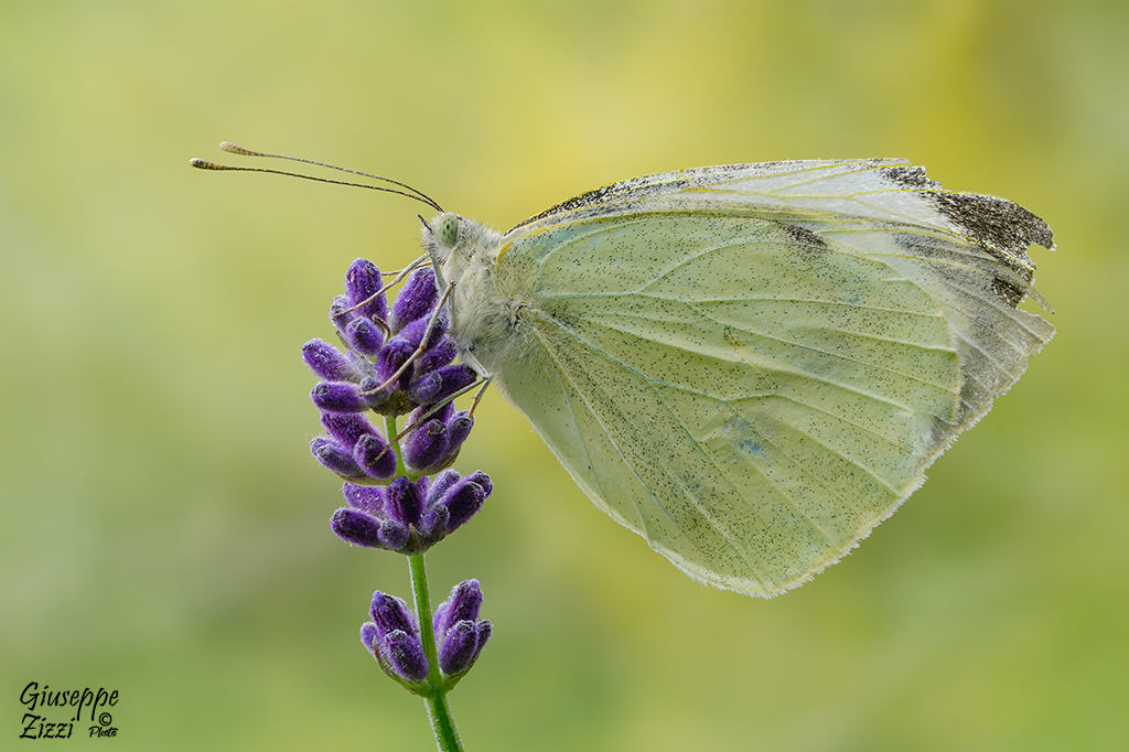 Pieris brassicae