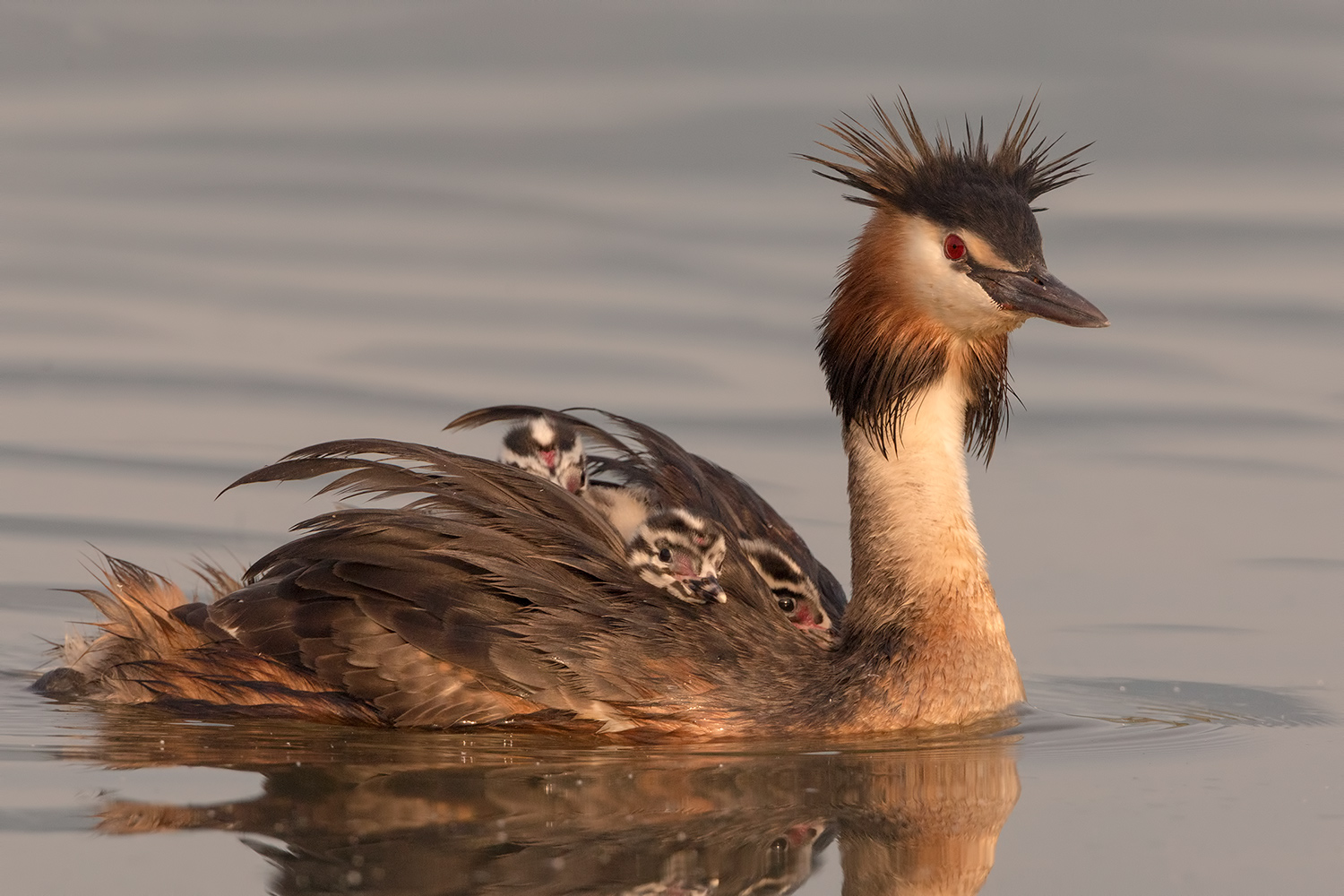 mamma svasso con piccoli...