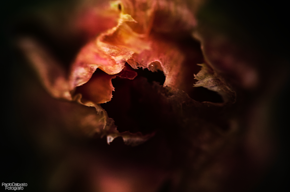 Non faccio foto di fiori