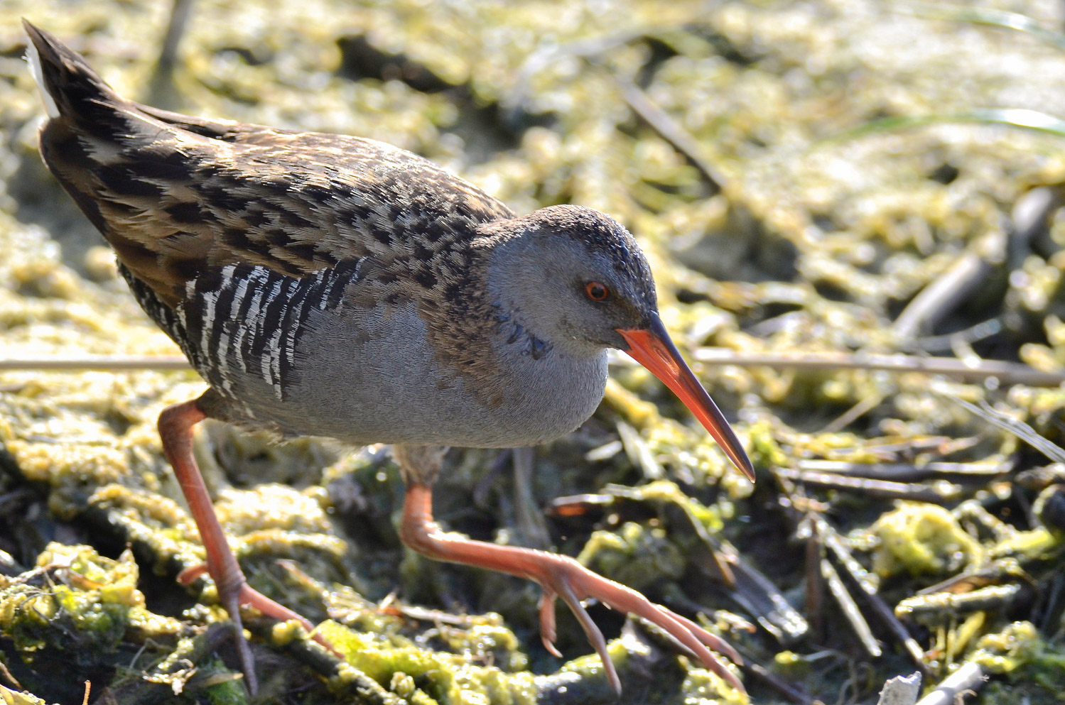 Porciglione in controluce
