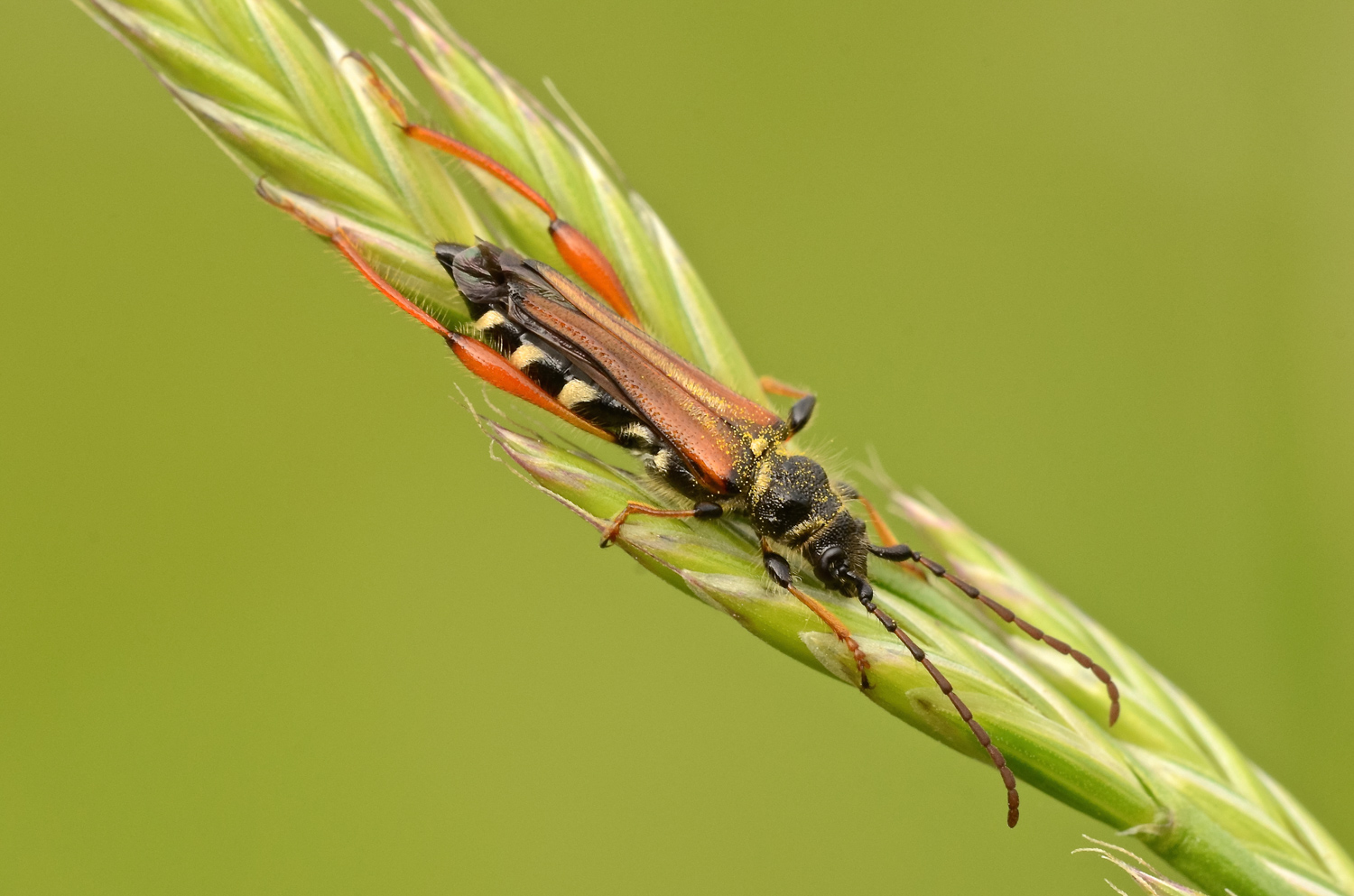 Oedemera