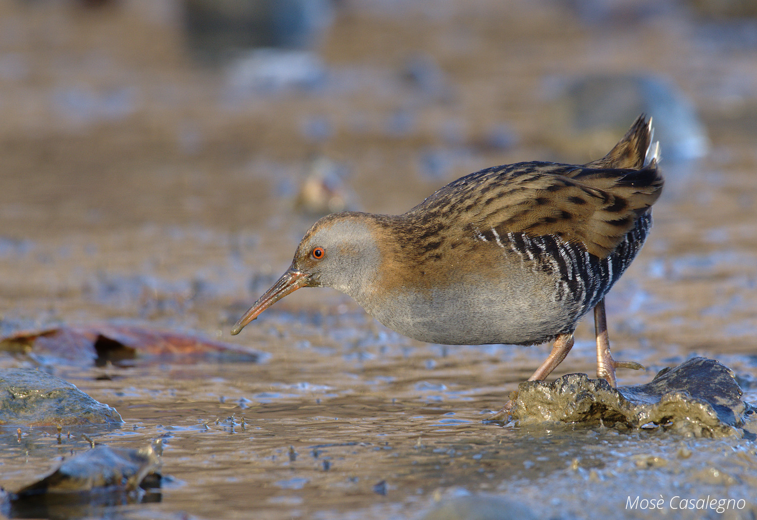 porciglione a gennaio