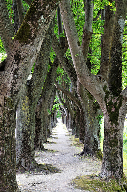 Viale Alberato verde al calar del sole.