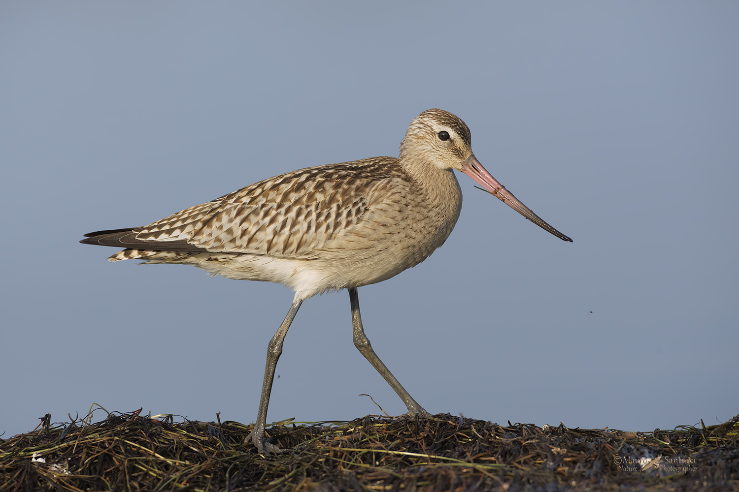 Pittima minore_Limosa lapponica_DSC1714