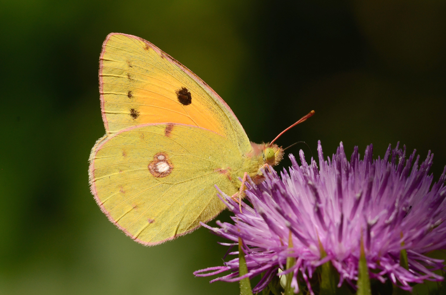 Colias crocea in alimentazione